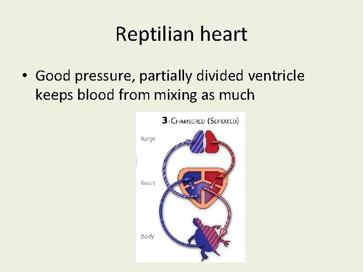 Reptilian heart • Good pressure, partially divided ventricle keeps blood from mixing as much
