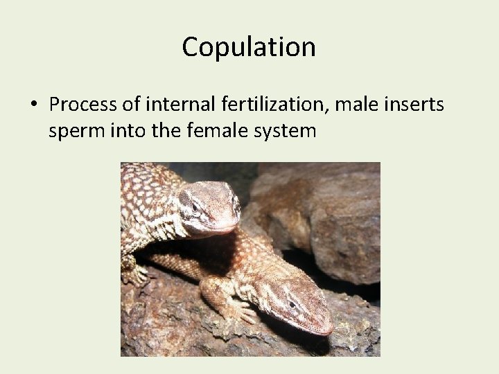 Copulation • Process of internal fertilization, male inserts sperm into the female system 