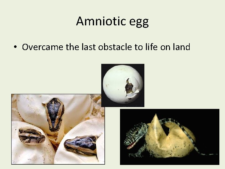 Amniotic egg • Overcame the last obstacle to life on land 