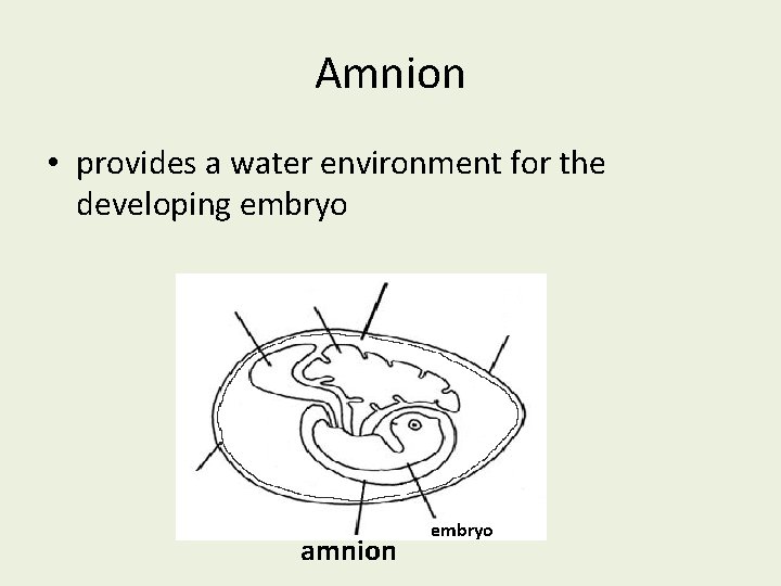 Amnion • provides a water environment for the developing embryo amnion embryo 
