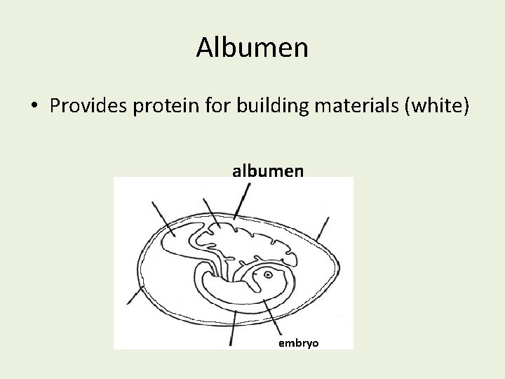 Albumen • Provides protein for building materials (white) albumen embryo 