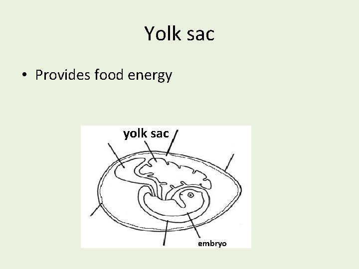 Yolk sac • Provides food energy yolk sac embryo 