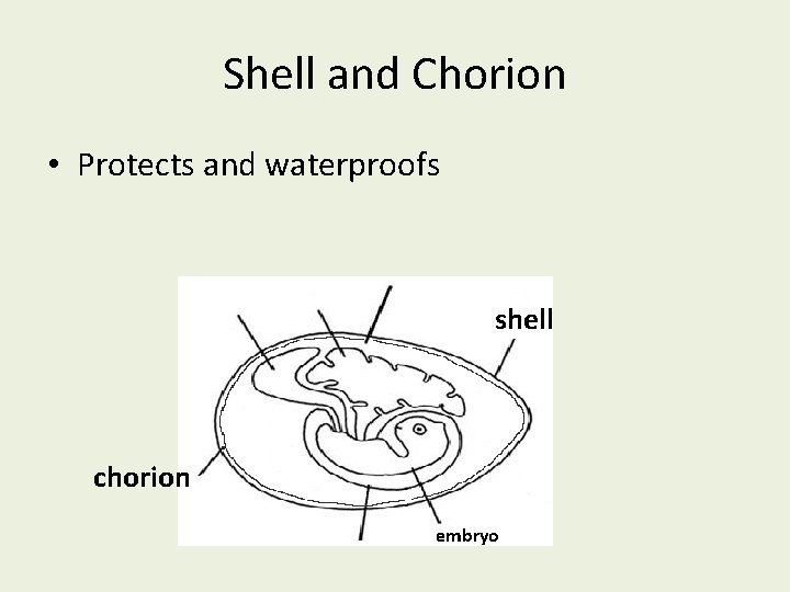 Shell and Chorion • Protects and waterproofs shell chorion embryo 