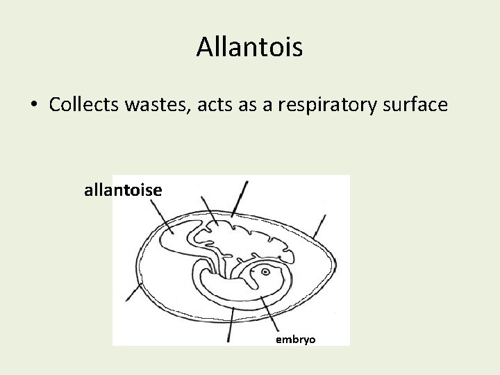 Allantois • Collects wastes, acts as a respiratory surface allantoise embryo 