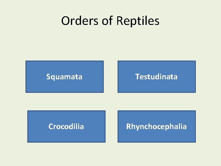 Orders of Reptiles Squamata Testudinata Crocodilia Rhynchocephalia 