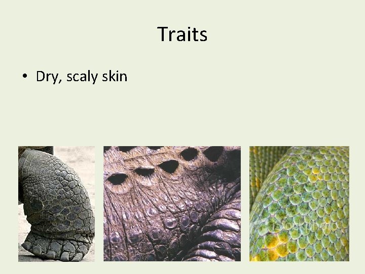 Traits • Dry, scaly skin 