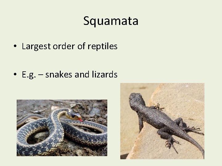 Squamata • Largest order of reptiles • E. g. – snakes and lizards 