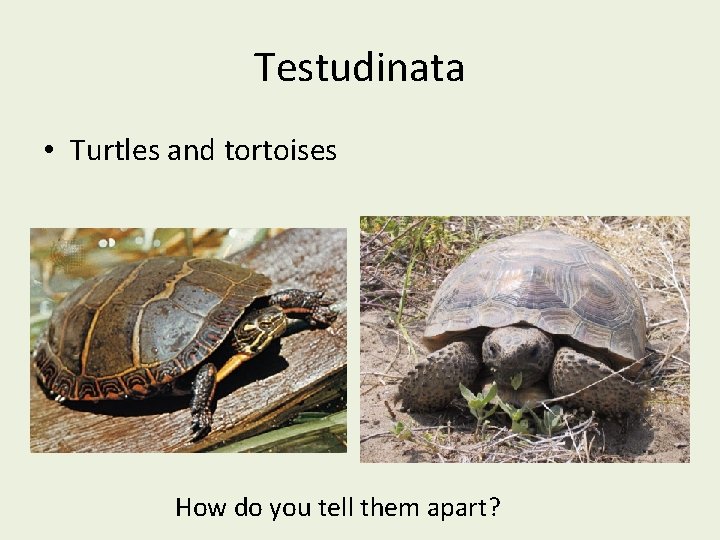 Testudinata • Turtles and tortoises How do you tell them apart? 