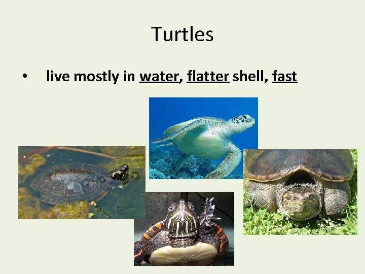 Turtles • live mostly in water, flatter shell, fast 