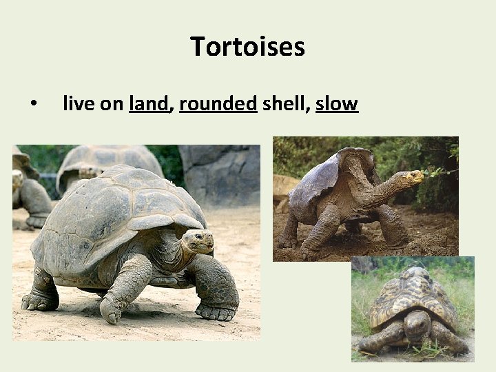 Tortoises • live on land, rounded shell, slow 