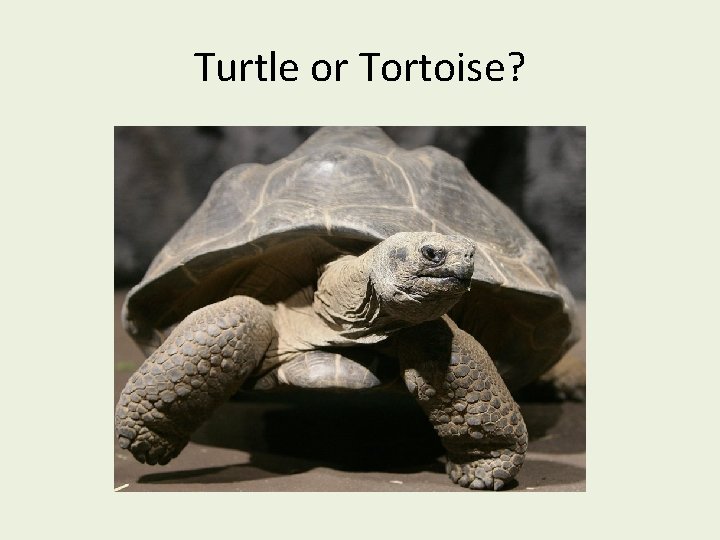 Turtle or Tortoise? 