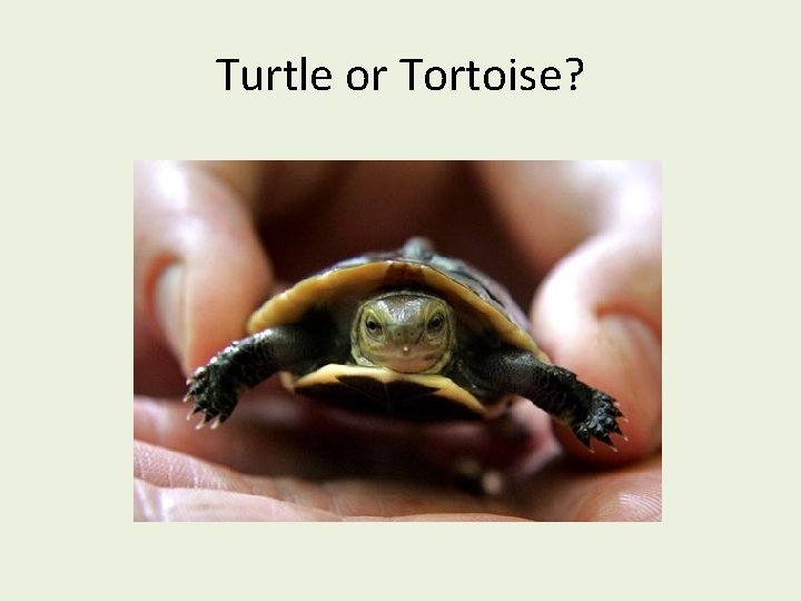 Turtle or Tortoise? 