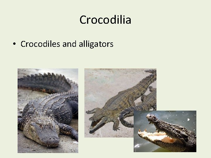 Crocodilia • Crocodiles and alligators 