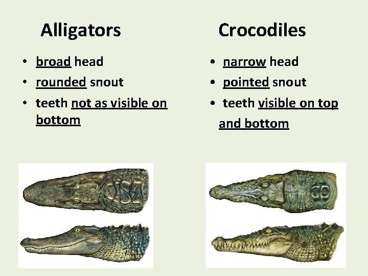 Alligators • broad head • rounded snout • teeth not as visible on bottom