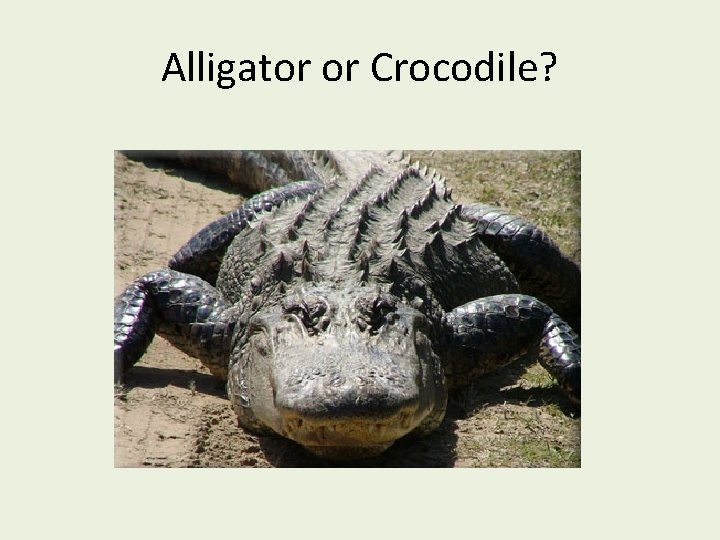 Alligator or Crocodile? 