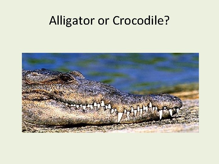 Alligator or Crocodile? 