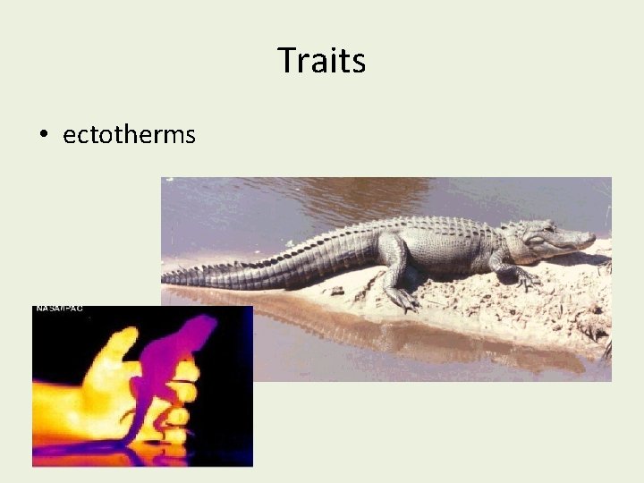 Traits • ectotherms 