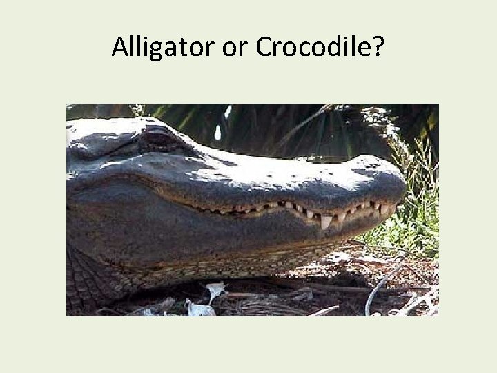 Alligator or Crocodile? 