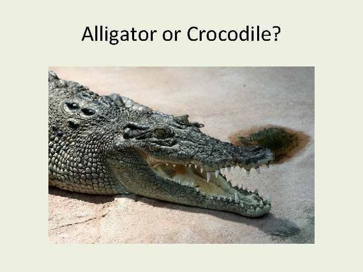 Alligator or Crocodile? 