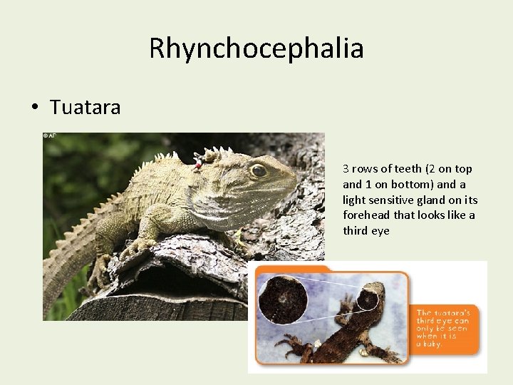 Rhynchocephalia • Tuatara 3 rows of teeth (2 on top and 1 on bottom)