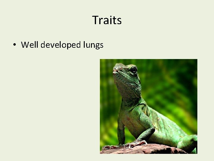 Traits • Well developed lungs 