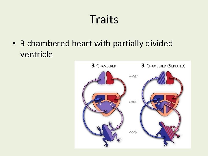 Traits • 3 chambered heart with partially divided ventricle 