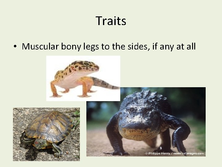 Traits • Muscular bony legs to the sides, if any at all 