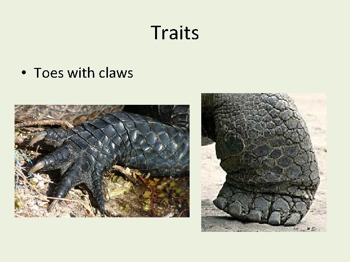 Traits • Toes with claws 