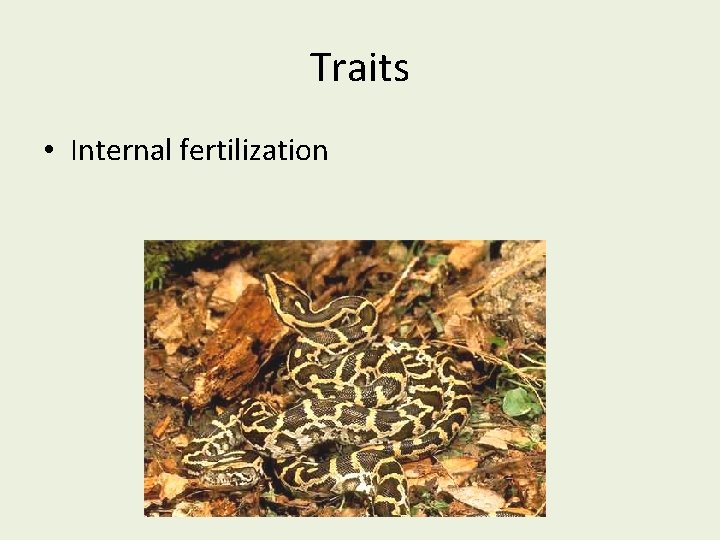 Traits • Internal fertilization 