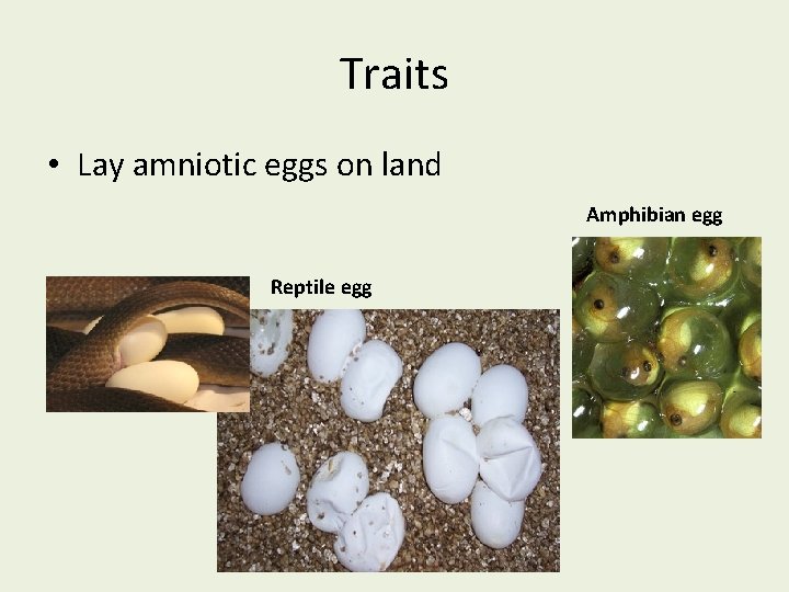 Traits • Lay amniotic eggs on land Amphibian egg Reptile egg 