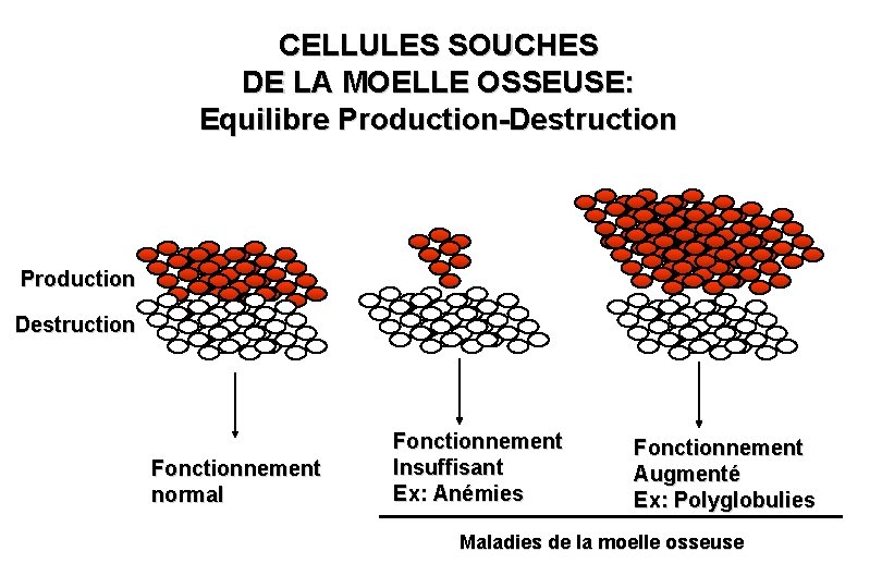 CELLULES SOUCHES DE LA MOELLE OSSEUSE: Equilibre Production-Destruction Production Destruction Fonctionnement normal Fonctionnement Insuffisant