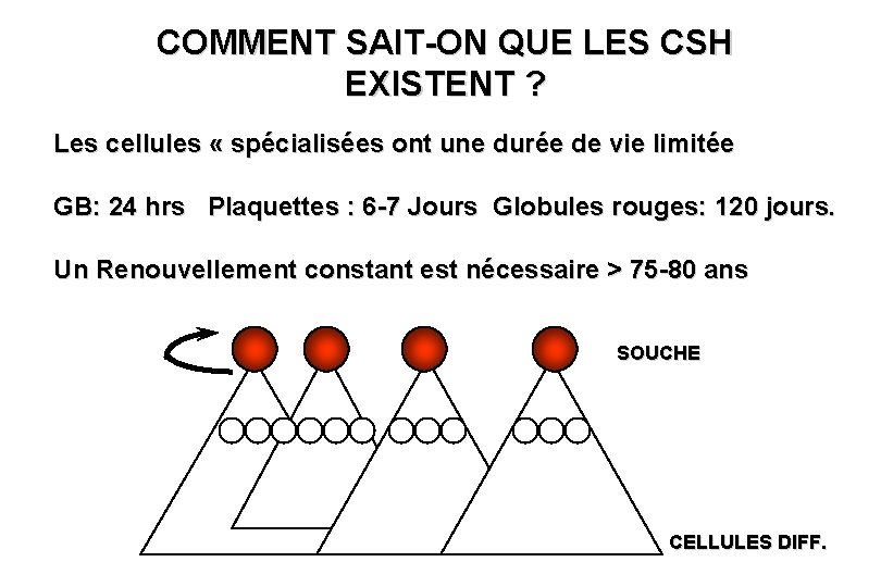 COMMENT SAIT-ON QUE LES CSH EXISTENT ? Les cellules « spécialisées ont une durée