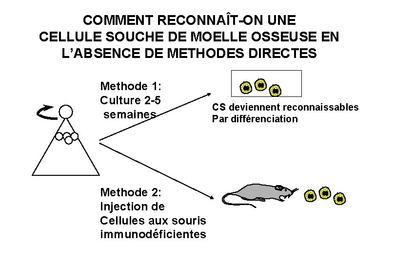 COMMENT RECONNAÎT-ON UNE CELLULE SOUCHE DE MOELLE OSSEUSE EN L’ABSENCE DE METHODES DIRECTES Methode