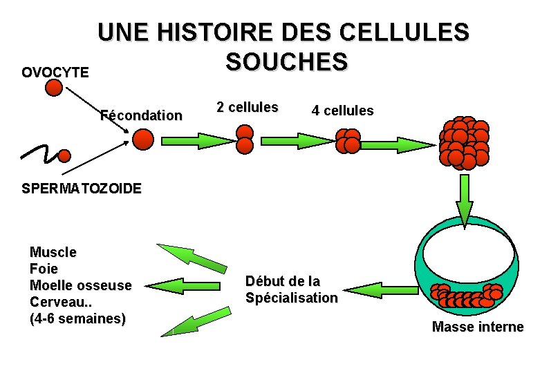 UNE HISTOIRE DES CELLULES SOUCHES OVOCYTE Fécondation 2 cellules 4 cellules SPERMATOZOIDE Muscle Foie