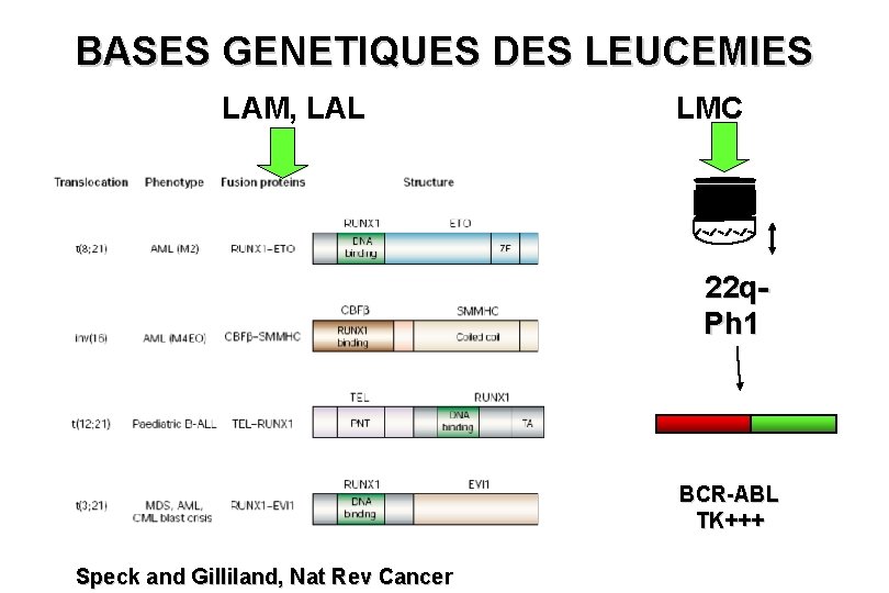 BASES GENETIQUES DES LEUCEMIES LAM, LAL LMC 22 q. Ph 1 BCR-ABL TK+++ Speck