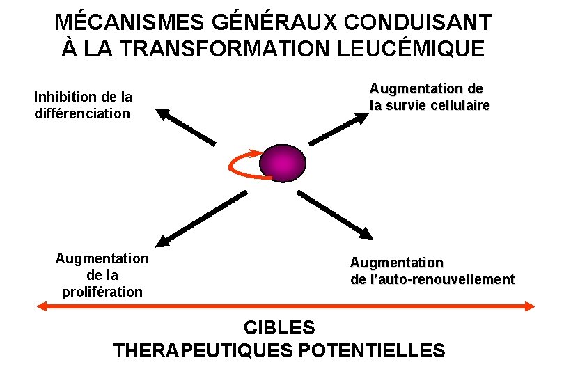 MÉCANISMES GÉNÉRAUX CONDUISANT À LA TRANSFORMATION LEUCÉMIQUE Inhibition de la différenciation Augmentation de la