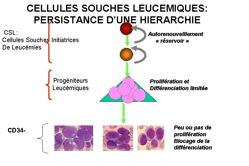 CELLULES SOUCHES LEUCEMIQUES: PERSISTANCE D’UNE HIERARCHIE CSL: Cellules Souches Initiatrices De Leucémies Progéniteurs Leucémiques