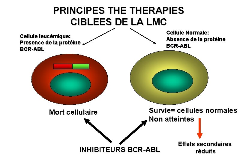 PRINCIPES THERAPIES CIBLEES DE LA LMC Cellule Normale: Absence de la protéine BCR-ABL Cellule