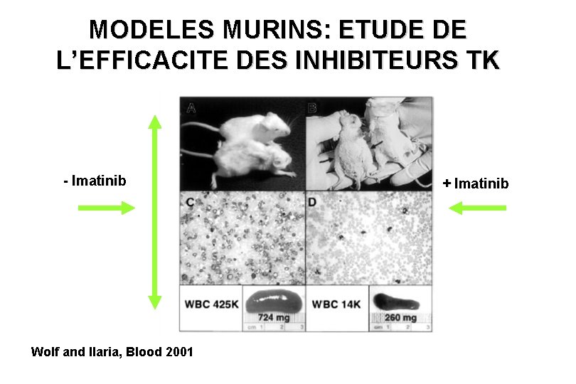 MODELES MURINS: ETUDE DE L’EFFICACITE DES INHIBITEURS TK - Imatinib Wolf and Ilaria, Blood