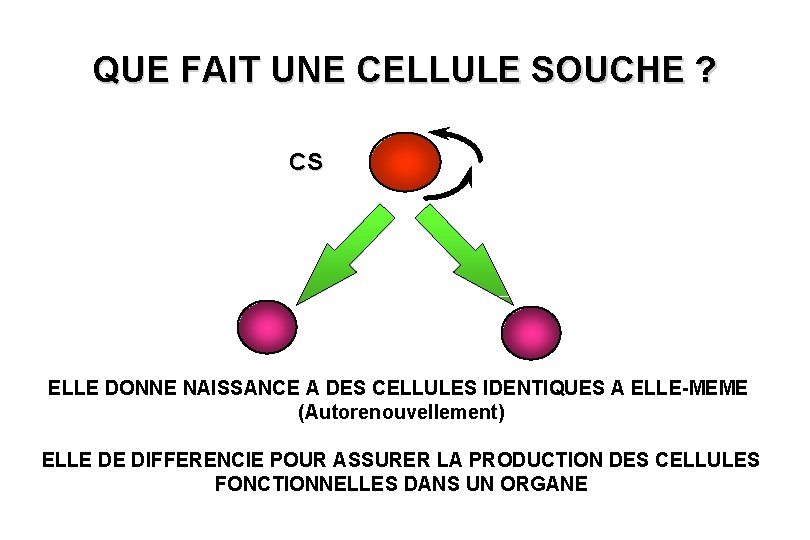 QUE FAIT UNE CELLULE SOUCHE ? CS ELLE DONNE NAISSANCE A DES CELLULES IDENTIQUES