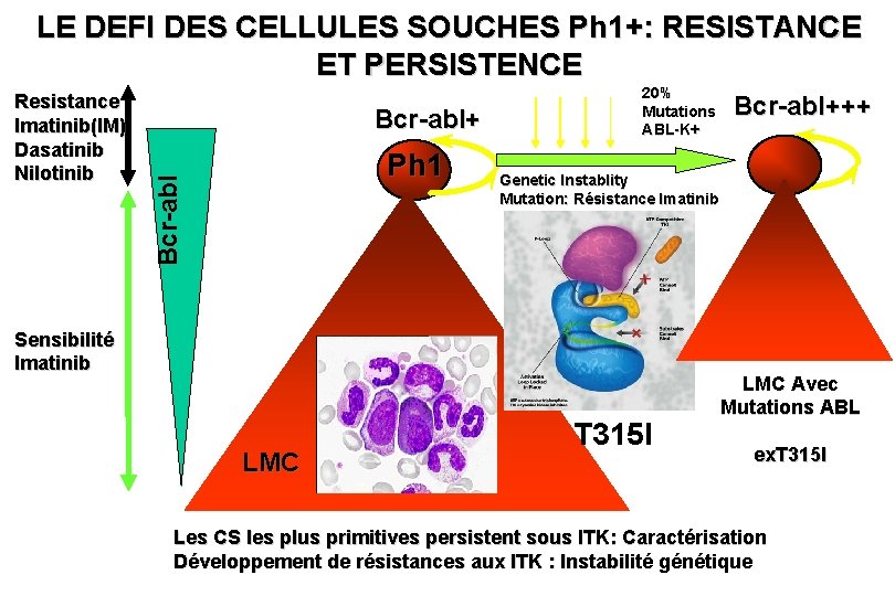 LE DEFI DES CELLULES SOUCHES Ph 1+: RESISTANCE ET PERSISTENCE Bcr-abl+ Ph 1 Bcr-abl