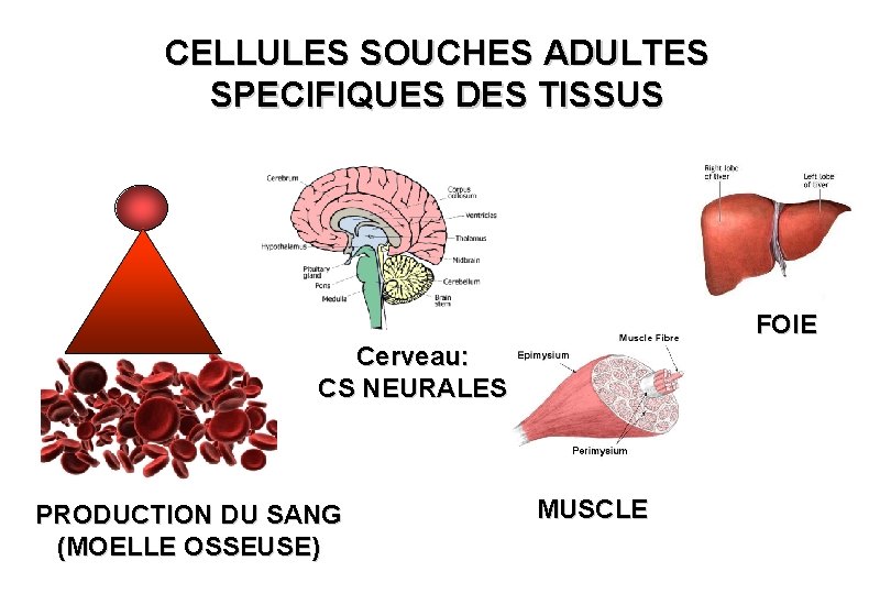 CELLULES SOUCHES ADULTES SPECIFIQUES DES TISSUS FOIE Cerveau: CS NEURALES PRODUCTION DU SANG (MOELLE