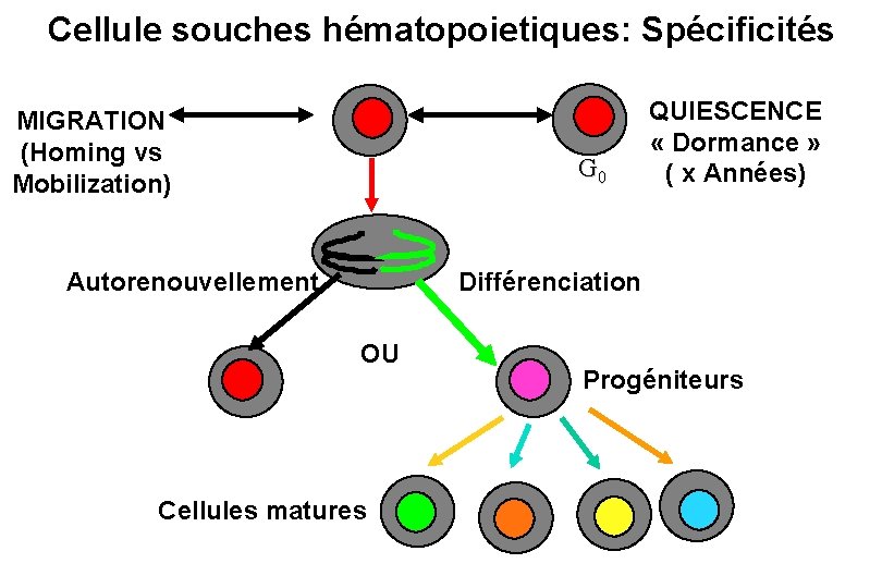 Cellule souches hématopoietiques: Spécificités MIGRATION (Homing vs Mobilization) G 0 Autorenouvellement QUIESCENCE « Dormance