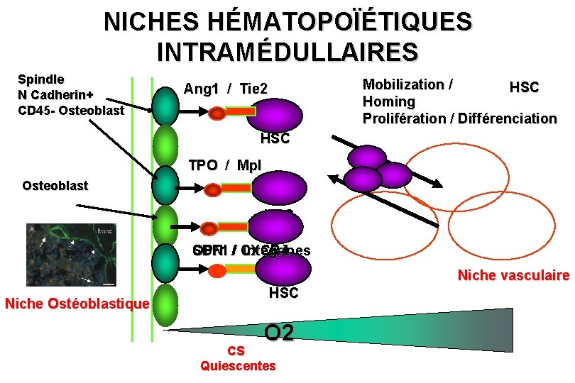 NICHES HÉMATOPOÏÉTIQUES INTRAMÉDULLAIRES Spindle N Cadherin+ CD 45 - Osteoblast Mobilization / HSC Homing