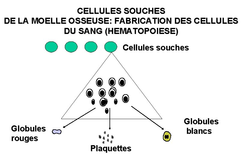 CELLULES SOUCHES DE LA MOELLE OSSEUSE: FABRICATION DES CELLULES DU SANG (HEMATOPOIESE) Cellules souches