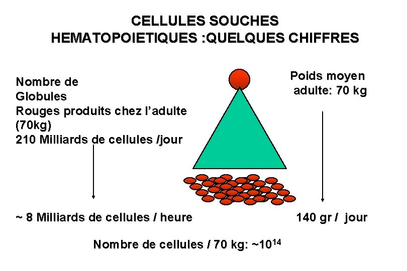 CELLULES SOUCHES HEMATOPOIETIQUES : QUELQUES CHIFFRES Nombre de Globules Rouges produits chez l’adulte (70