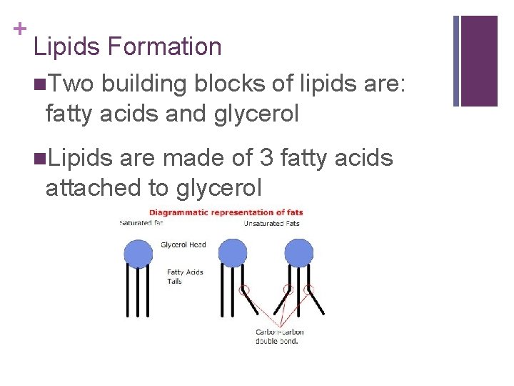 + Lipids Formation n. Two building blocks of lipids are: fatty acids and glycerol