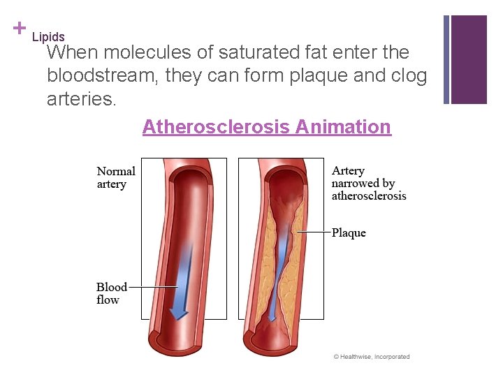 + Lipids When molecules of saturated fat enter the bloodstream, they can form plaque