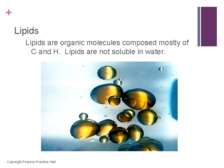 + Lipids are organic molecules composed mostly of C and H. Lipids are not