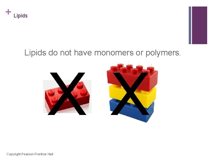 + Lipids do not have monomers or polymers. XX Copyright Pearson Prentice Hall 